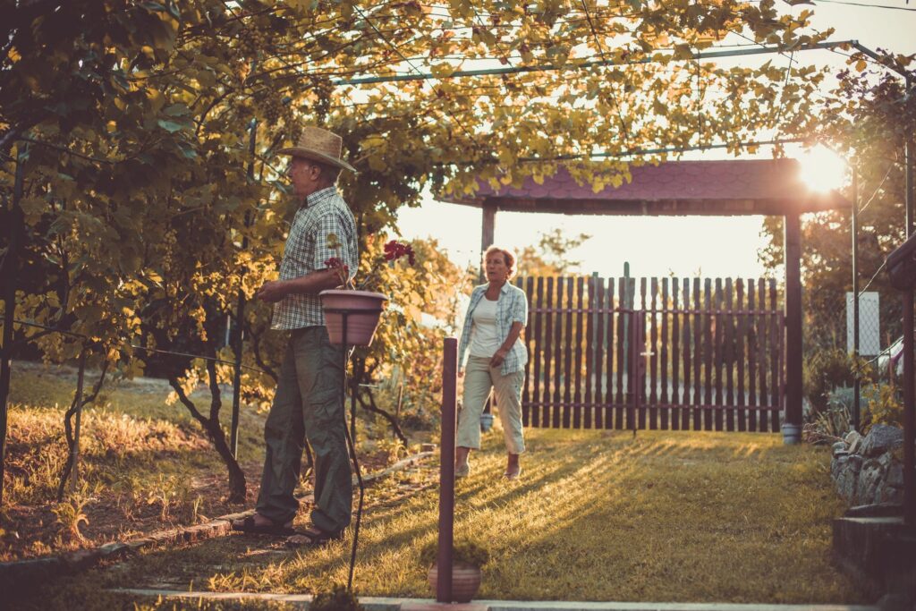 Dynamic senior couple taking care of grape plants at home