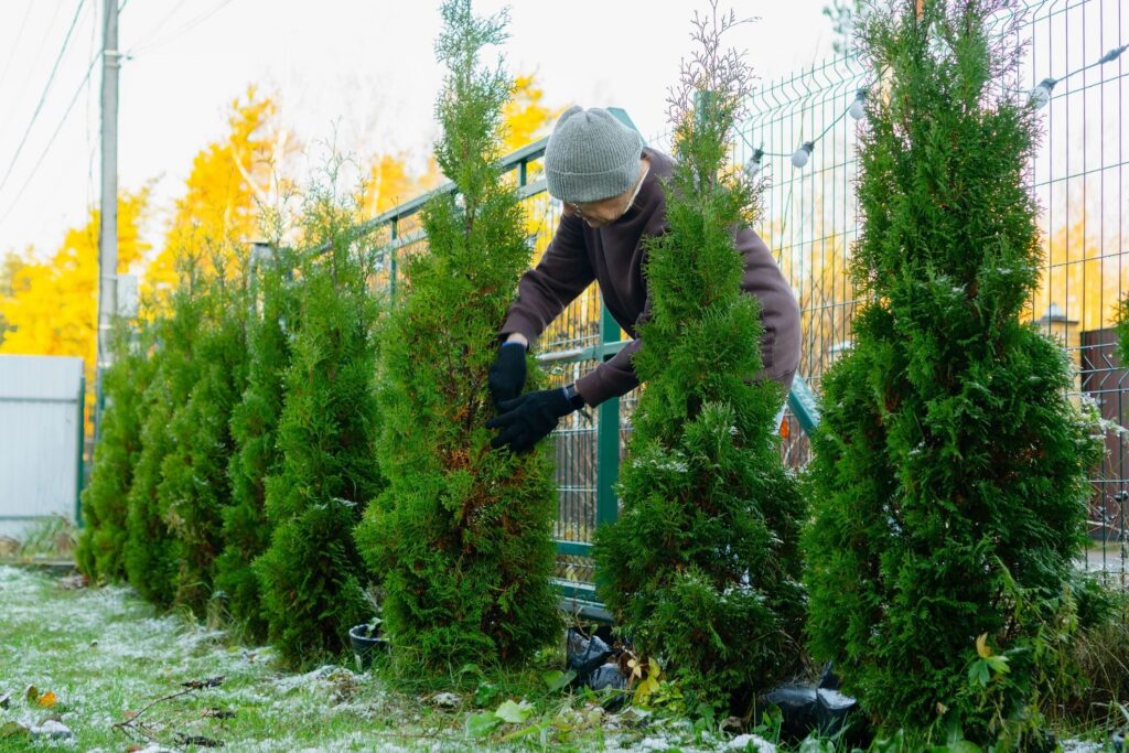 Senior Homeowner Pruning Thuja Hedge Wide Shot Autumn